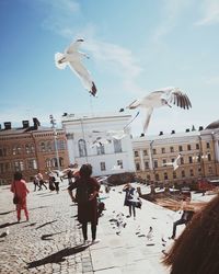 Group of birds flying over city
