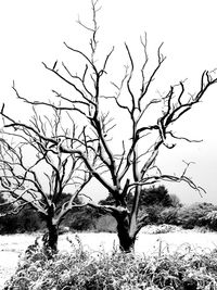 Bare tree on snow field against clear sky