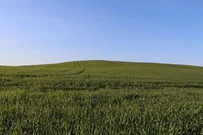 Scenic view of agricultural field against clear sky