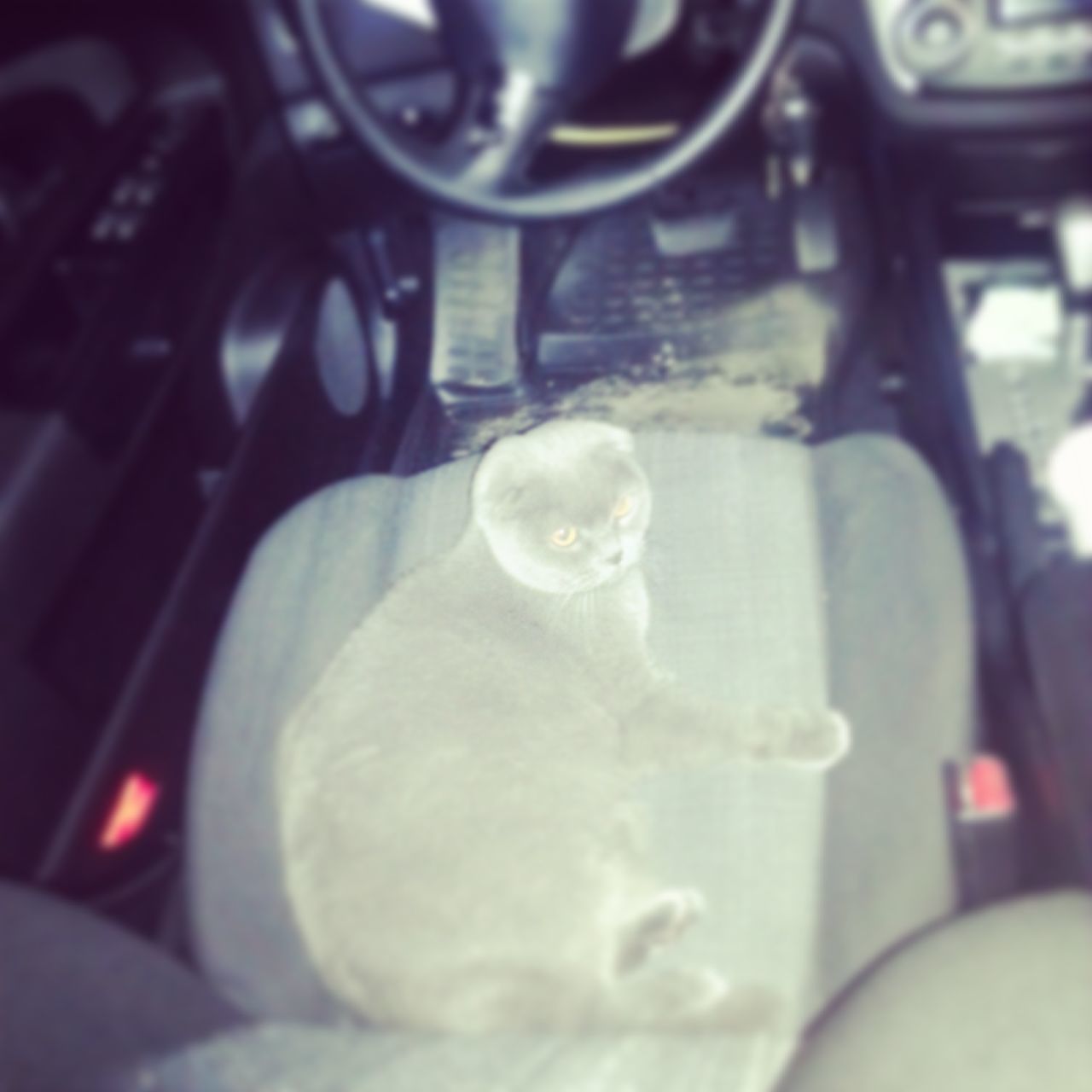 Cat in car