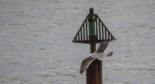 Close-up of bird against sea