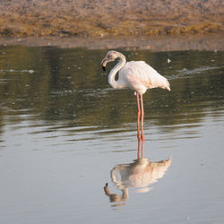 Swans in lake