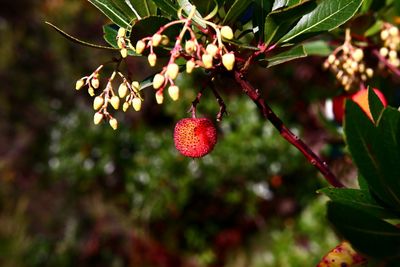 Close-up of red berries growing on tree