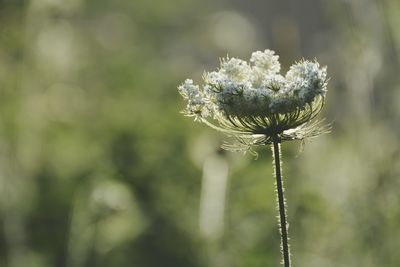 Close-up of flower against blurred background