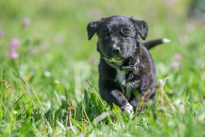 Little puppy runs through the grass
