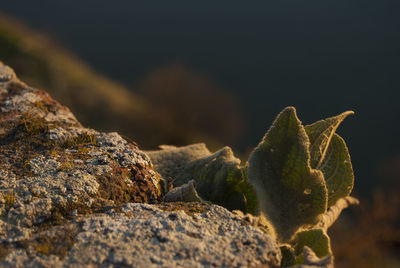 Close-up of rock