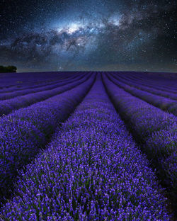 Purple flowering plants on field against sky at night