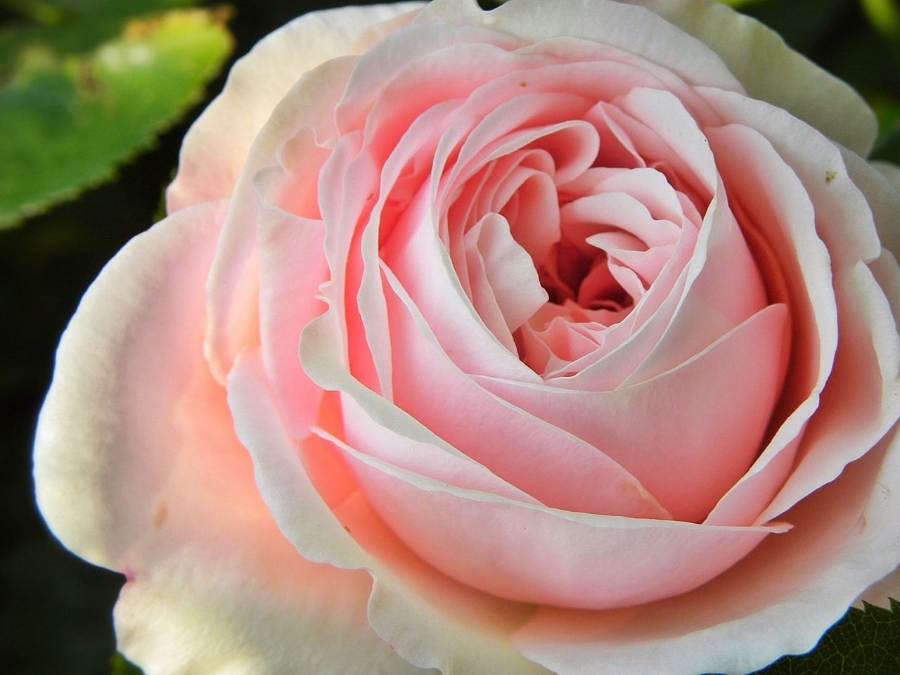 flower, petal, flower head, freshness, fragility, single flower, beauty in nature, close-up, growth, rose - flower, blooming, nature, focus on foreground, in bloom, pink color, plant, rose, single rose, blossom, outdoors