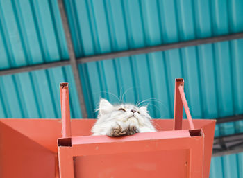 Cat sitting on a wall