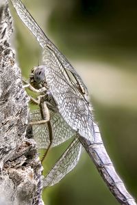 Close-up of insect on branch