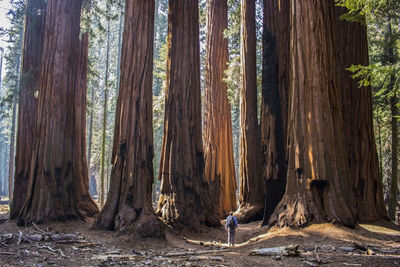Rear view of man standing by giant sequoia trees in forest
