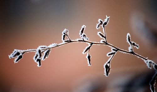 Close-up of frozen plant