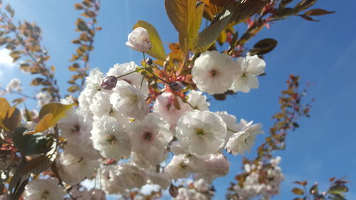 Low angle view of apple blossoms in spring