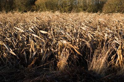 Close-up of field