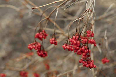 Red berries on a branch. ripple in macro 