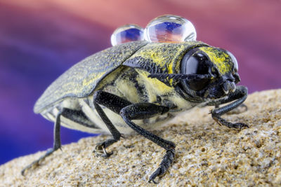 Close-up of insect on rock with dew on its back