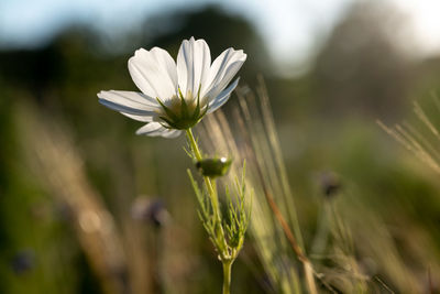 Close-up of white flowering plant