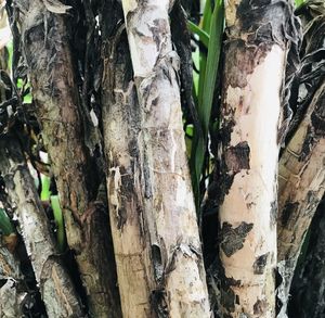 Full frame shot of tree trunk