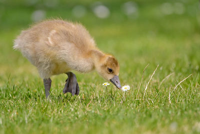 Ducklings on grassy field