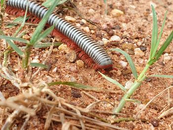 High angle view of insect on field