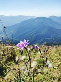 Purple flowering plants on field by mountains against sky