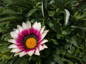 Beautiful gerbera flower with white, purple and yellow colors against a green plant in sunlight