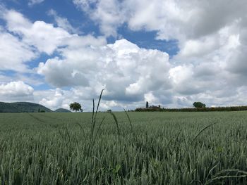 Scenic view of agricultural field against sky