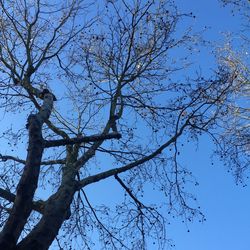 Low angle view of bare trees against clear blue sky