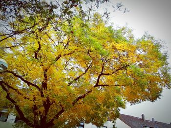 Low angle view of tree against sky