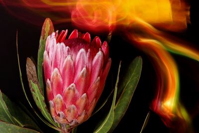 Close-up of pink tulip