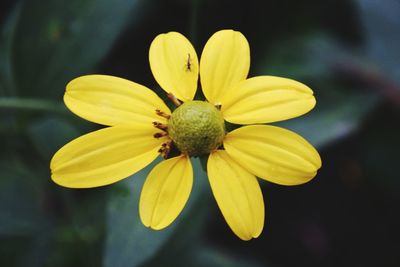 Close-up of yellow flowering plant