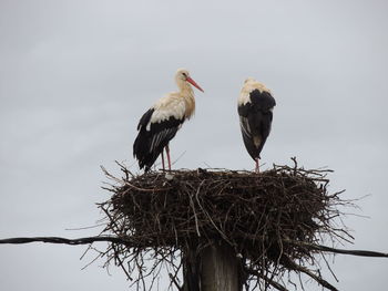 Low angle view of storks perching on nest against clear sky