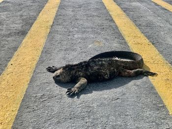 Iguana resting in the middle of the road