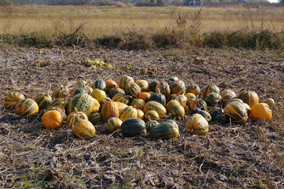 View of pumpkins on field