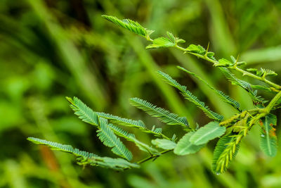 Close-up of green leaves