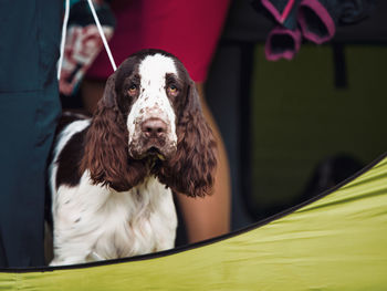 Close-up portrait of dog against blurred background