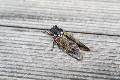 Close-up of housefly on wood