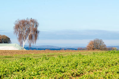 Trees on field against sky