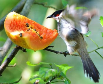 Close-up of bulbul and papaya on branch