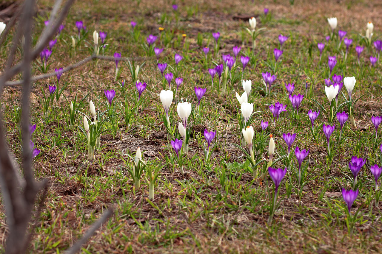 plant, flowering plant, flower, beauty in nature, freshness, growth, land, field, nature, purple, fragility, no people, meadow, crocus, close-up, natural environment, day, wildflower, iris, selective focus, woodland, grass, petal, springtime, outdoors, environment, landscape, tranquility, flower head, prairie, inflorescence, blossom