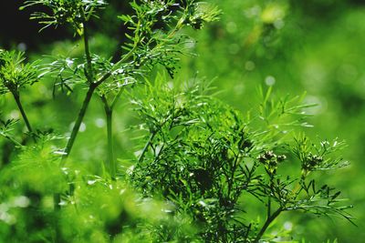 Close-up of plants