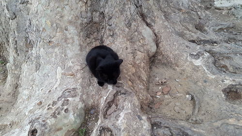 Close-up of black dog on rock