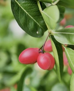 Close-up of tomatoes growing on tree