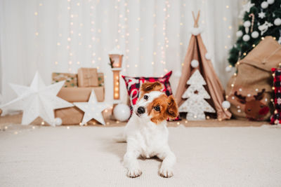 Portrait of dog sitting on bed at home
