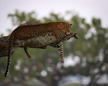 Leopard on a tree