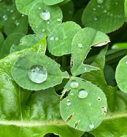 Close-up of wet plant leaves