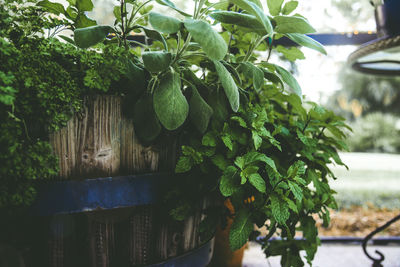 Close-up of potted plant against trees