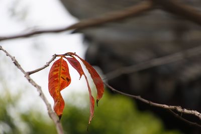 Close-up of orange leaves on branch