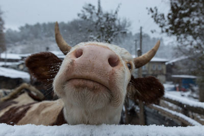 Close-up of sheep on snow