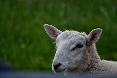 Close-up portrait of sheep